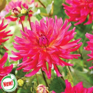 Magenta Festival Dahlia Thumbnail